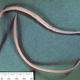 Illustration for article titled Parasitology Student Once Tried To Kill His Roommates With His Research
